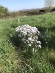 IMG_8958.JPEG
