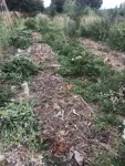 IMG_1450.JPEG